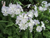 Picture of Primula sieboldii