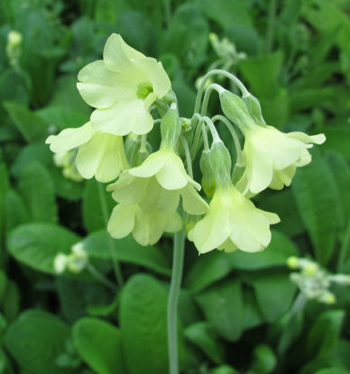 Picture of Primula sikkimensis - 5 growing on lines