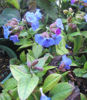 Picture of Pulmonaria angustifolia - 5 pieces