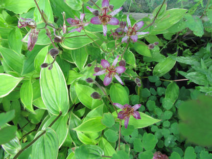 Picture of Tricyrtis formosana variegata