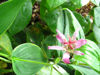 Picture of Tricyrtis formosana variegata