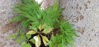 Picture of Viola Japonica (Japanese Violet)