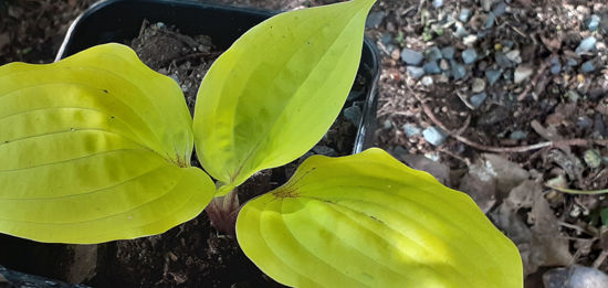 Picture of Hosta 'Fire Island'