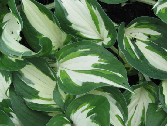 Picture of Hosta 'Loyalist'