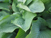 Picture of Hosta 'Sieboldiana Glauca'