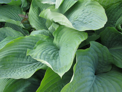 Picture of Hosta 'Sieboldiana Glauca'