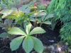 Picture of Rodgersia pinnata 'superba'