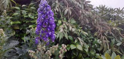 Picture of Aconitum Napellus