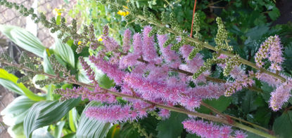 Picture of Astilbe Chinensis