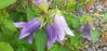 Picture of Campanula 'Van Houtei'