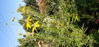 Picture of Ratibida pinnata (Yellow Coneflower)