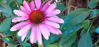 Picture of Echinacea purpurea 'Magnus'