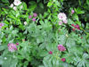 Picture of Astrantia major Mixed