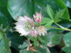 Picture of Astrantia major Mixed