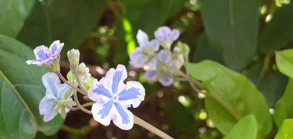 Picture of Omphalodes 'Starry Eyes'