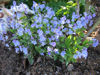 Picture of Omphalodes 'Starry Eyes'