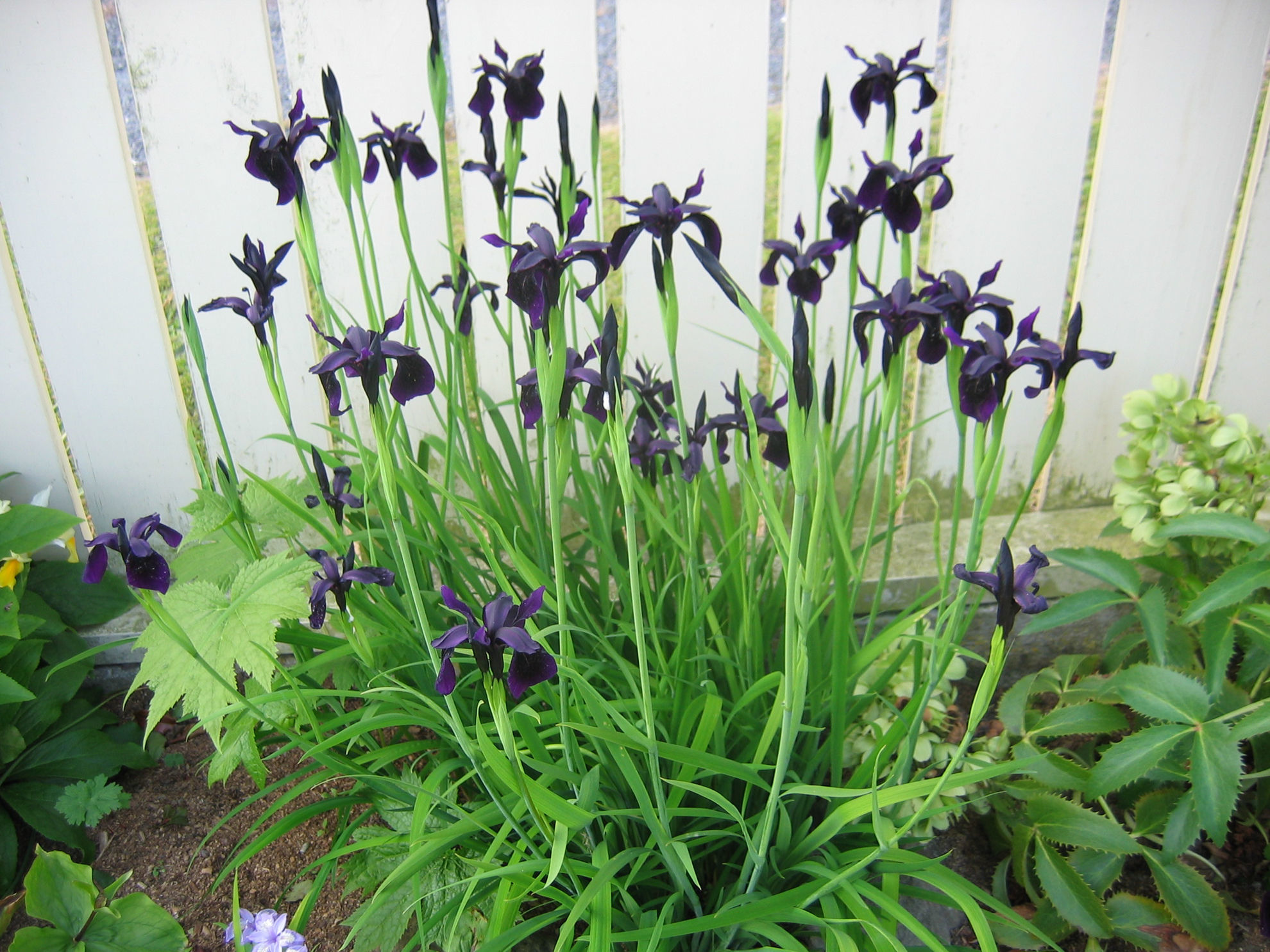 Iris Chrysographes 'Black Knight' Wake Robin Nursery