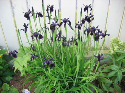 Picture of Iris Chrysographes 'Black Knight'