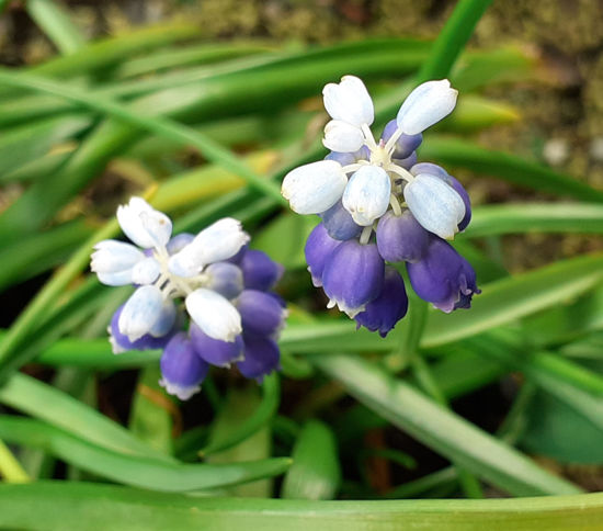 Picture of Muscari 'Touch of Snow'