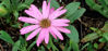 Picture of Dimorphotheca barbarae compacta