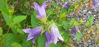 Picture of Campanula 'Van Houtei' - 5 pieces