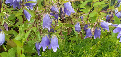 Picture of Campanula 'Van Houtei' - 5 pieces