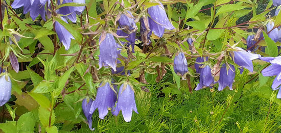 Picture of Campanula 'Van Houtei' - 5 pieces