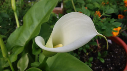 Picture of Zantedeschia (Arum Lily) - 5 pieces