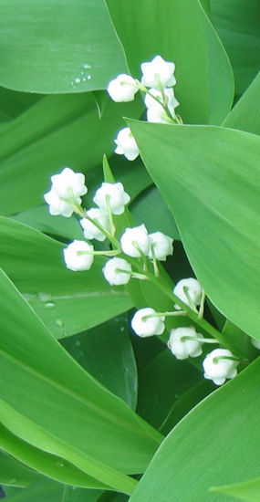 Picture of Convallaria majalis - 20 pieces with medium sized shoots