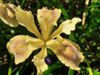 Picture of Iris Innominata