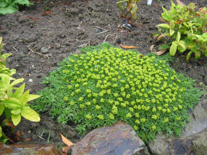 Picture of Azorella trifurcata