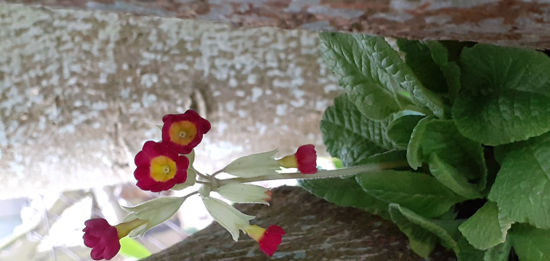 Picture of Primula veris - Red shade