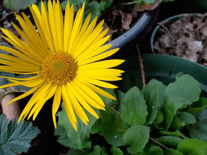 Picture of Doronicum caucasicum - 5 pieces