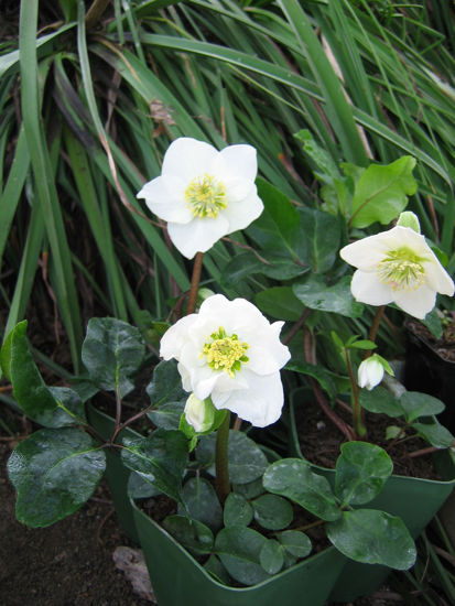 Picture of Helleborus niger ' White Magic'