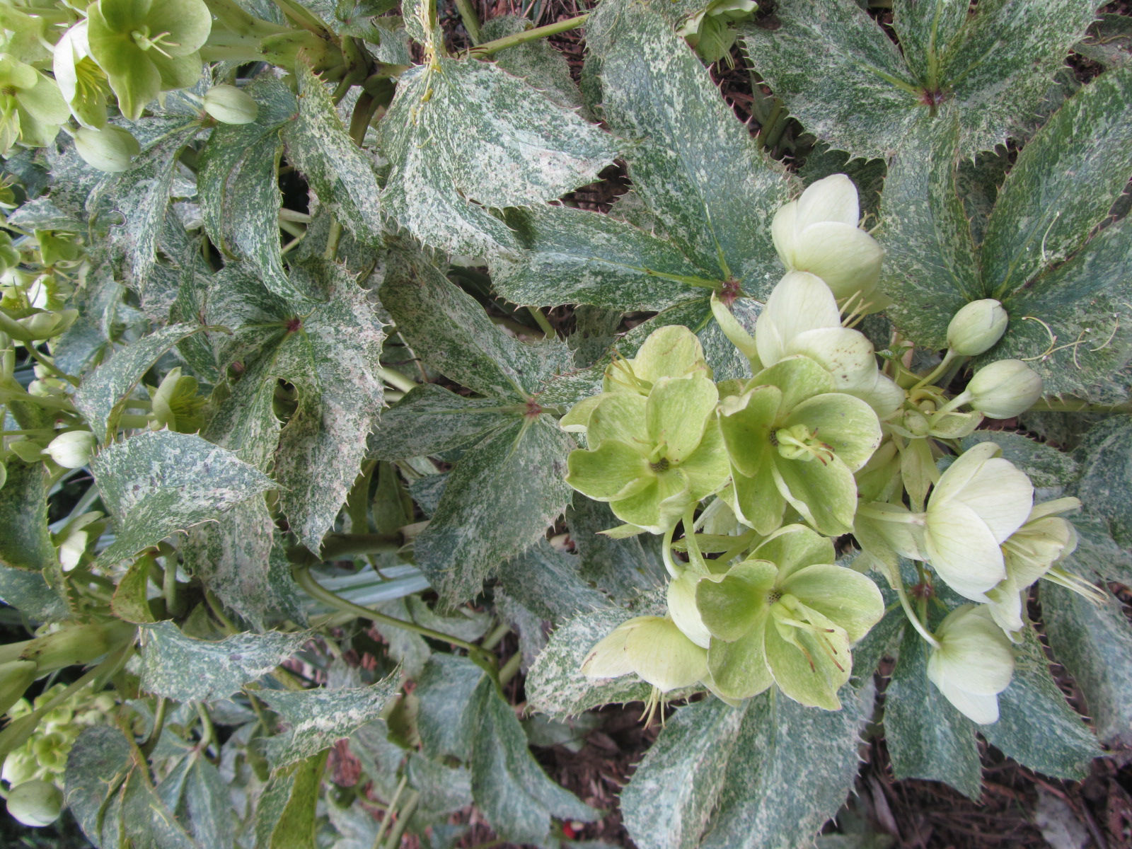 Helleborus argutifolius 'Pacific Frost' Wake Robin Nursery