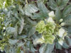 Picture of Helleborus argutifolius 'Pacific Frost'