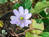 Picture of Hepatica transsilvanica