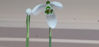 Picture of Galanthus 'Sam Arnott'