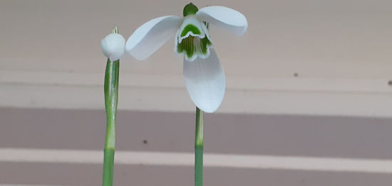 Picture of Galanthus 'Sam Arnott'