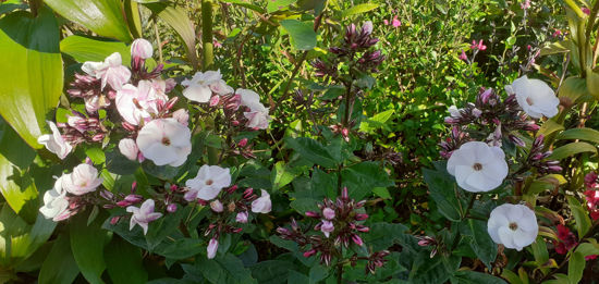 Picture of Phlox Paniculata 'Mother of Pearl'