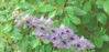 Picture of Delphinium vestitum