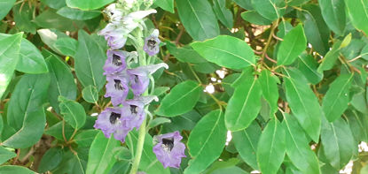 Picture of Delphinium vestitum
