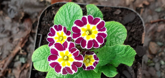 Picture of Primula victoriana - Lace