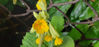 Picture of Primula Veris Mixed