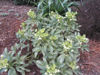 Picture of Helleborus argutifolius 'Pacific Frost'