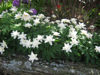 Picture of Anemone nemorosa 'Vestal'