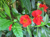 Picture of Geum 'Mrs Bradshaw'