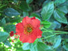 Picture of Geum 'Mrs Bradshaw'