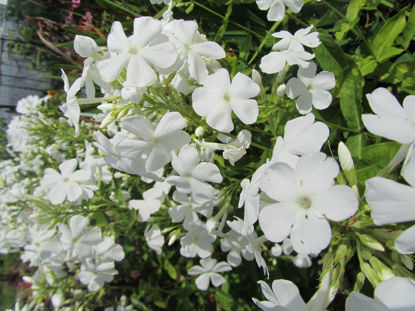 Picture of Phlox Paniculata 'White Admiral'