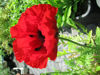 Picture of Papaver orientalis 'Beauty of Livermere'